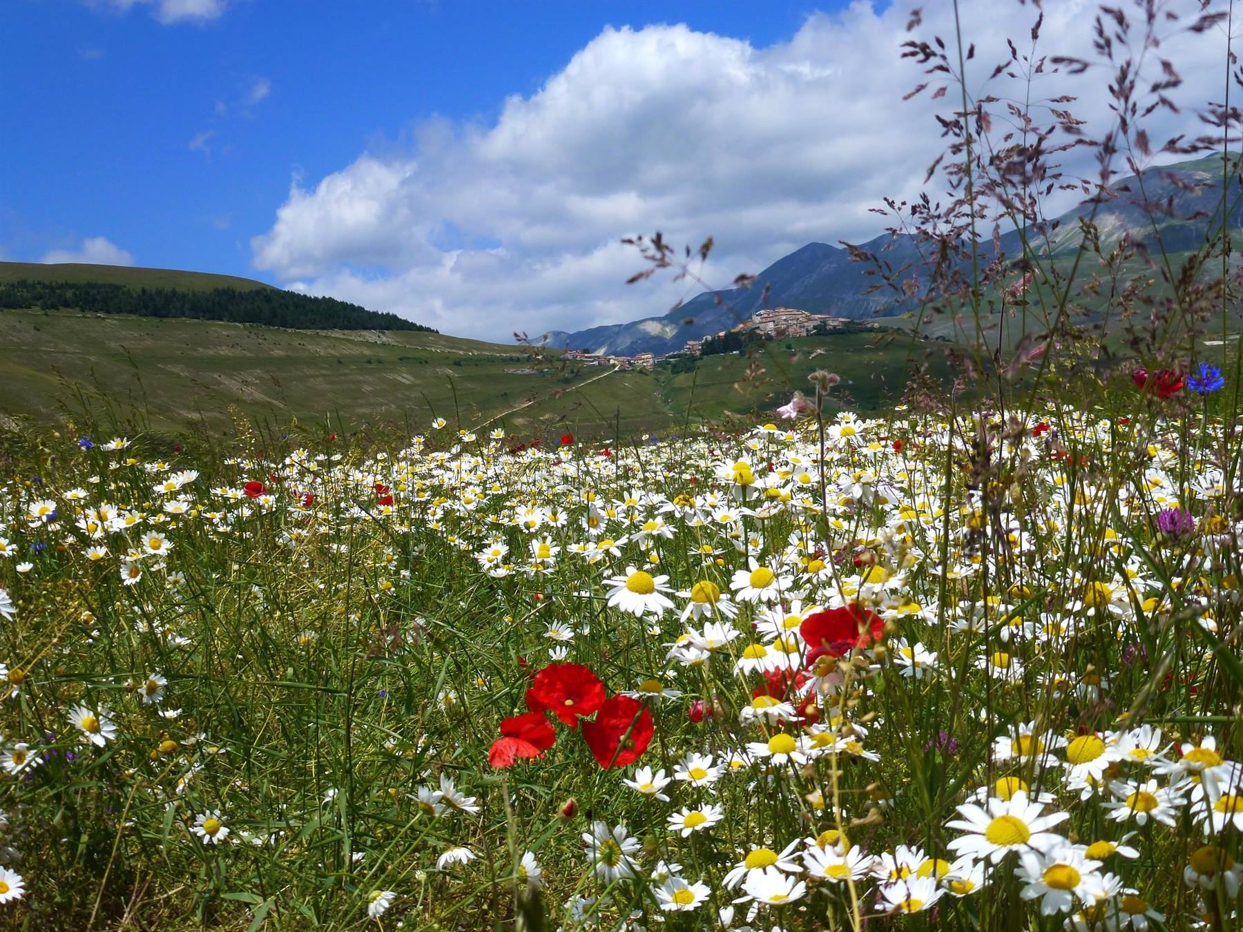 Papaveri rossi e margherite fioriti a Castelluccio di Norcia tra monti e nuvole
