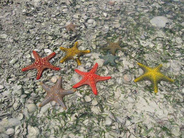 Stelle marine a Prison Island