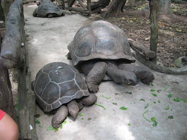 Tartarughe giganti a Prison Island