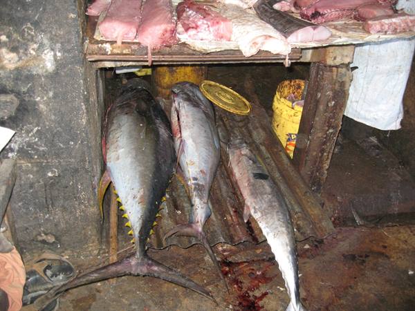 Stone Town - Mercato del pesce - Tra questi un tonno a pinna gialla