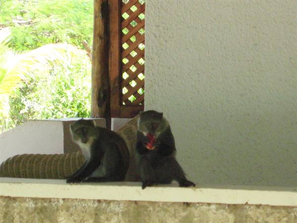 Dongwe Village - Scimmiette sul nostro balconcino