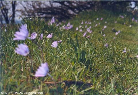 Fiori del gesso