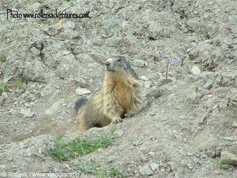 Marmotte