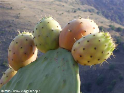 fichi d'india