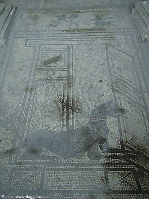 cave canem!