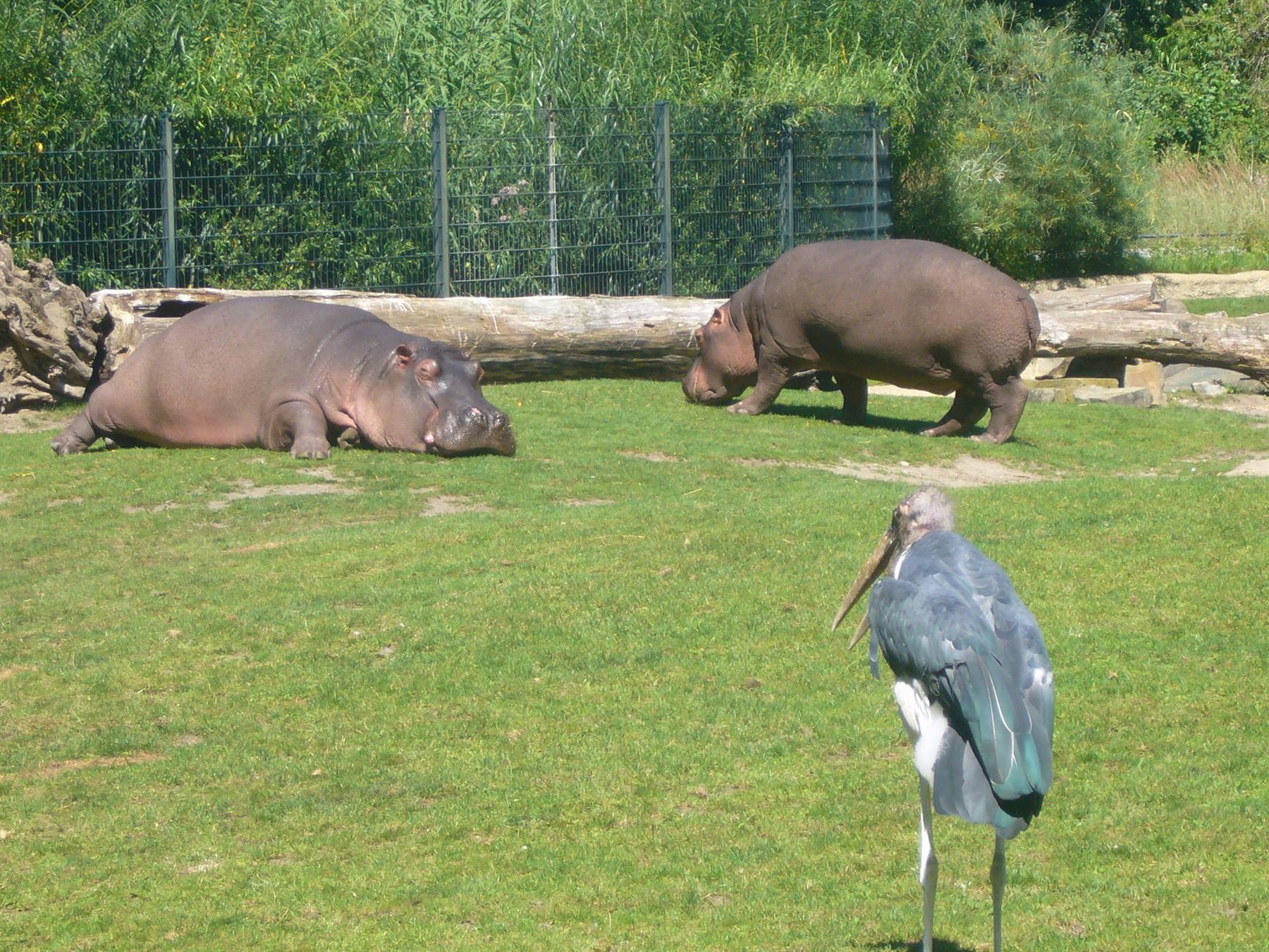 BERLINO LO ZOO