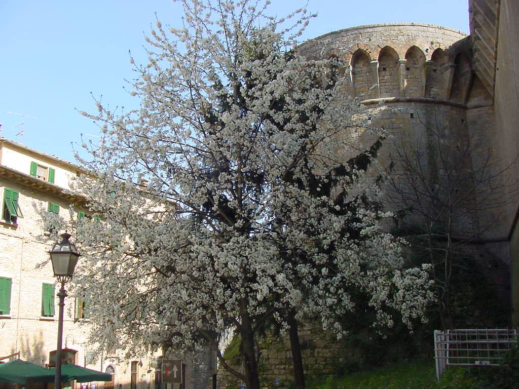 Albero in fiore davanti alla fortezza medicea di Volterra, case con persiane verdi