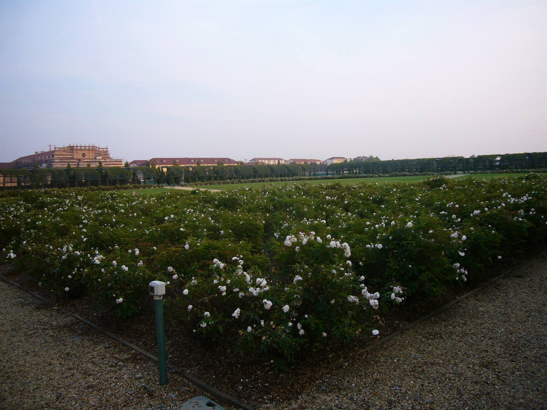 Rosaie bianche in fiore nei giardini della Reggia di Venaria Reale