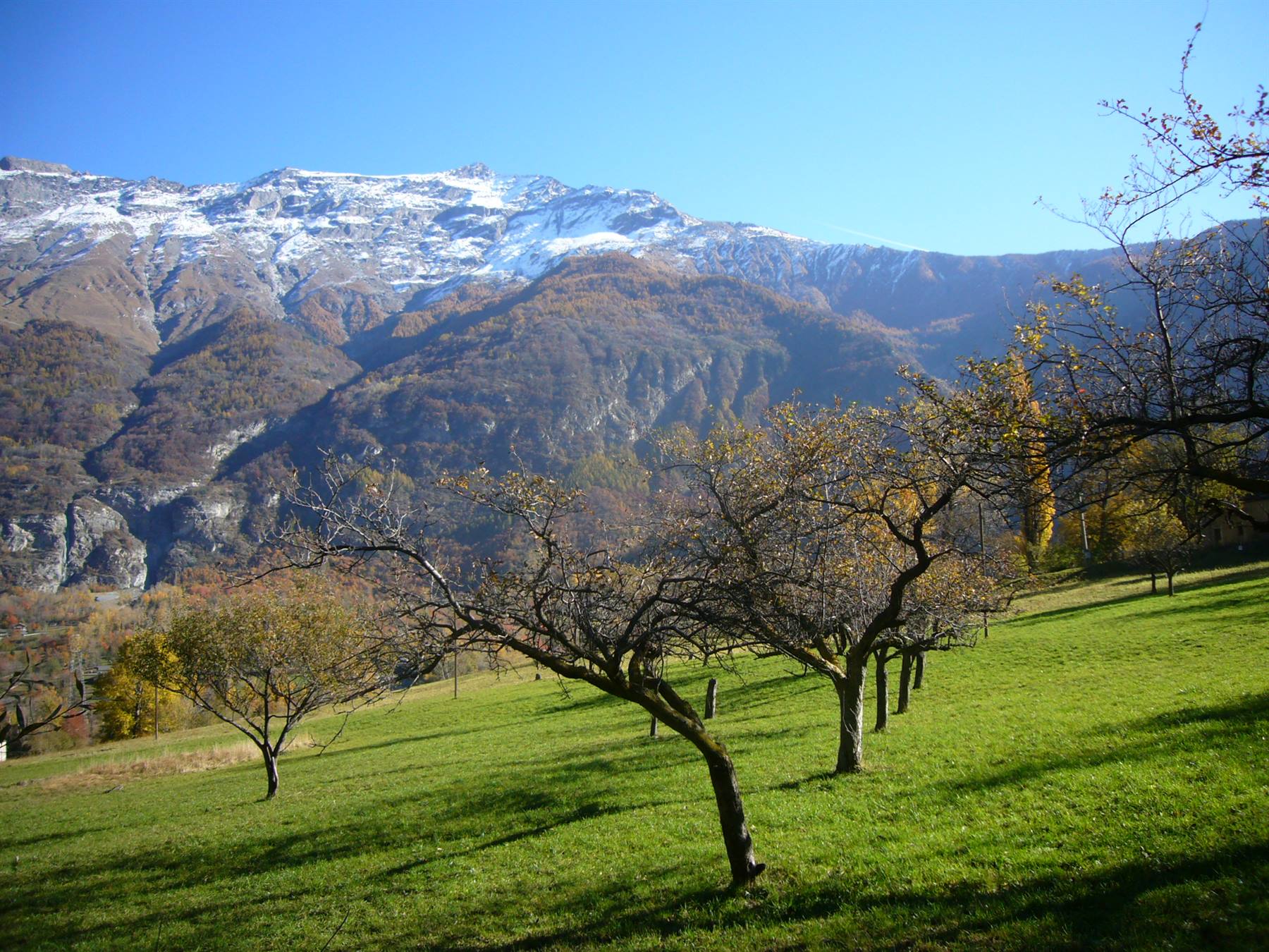 Alberi fruttiferi spogli su prato verde sotto monti innevati, cielo azzurro