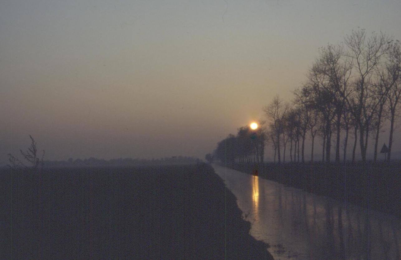 Sole basso nella nebbia su strada bagnata fiancheggiata da alberi spogli