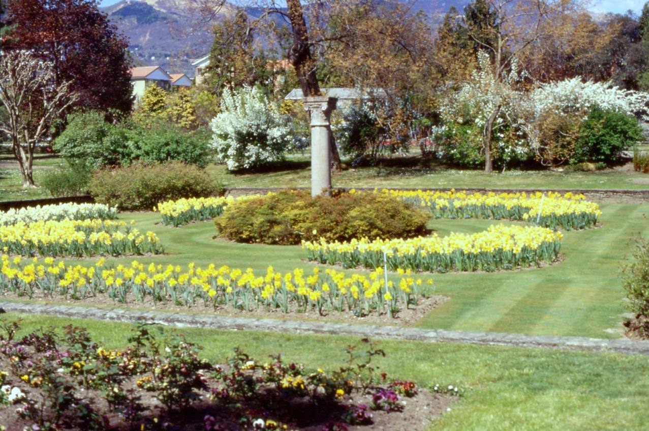 Colonna di pietra al centro di aiuole di narcisi gialli in fiore
