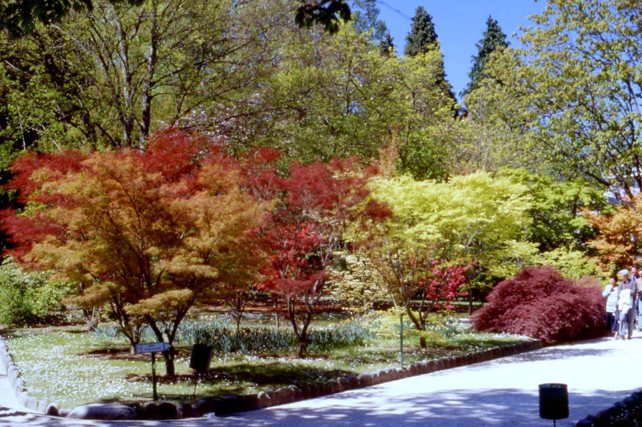 Aceri rossi e gialli in fiore nel giardino, visitatori passeggiano sotto il sole
