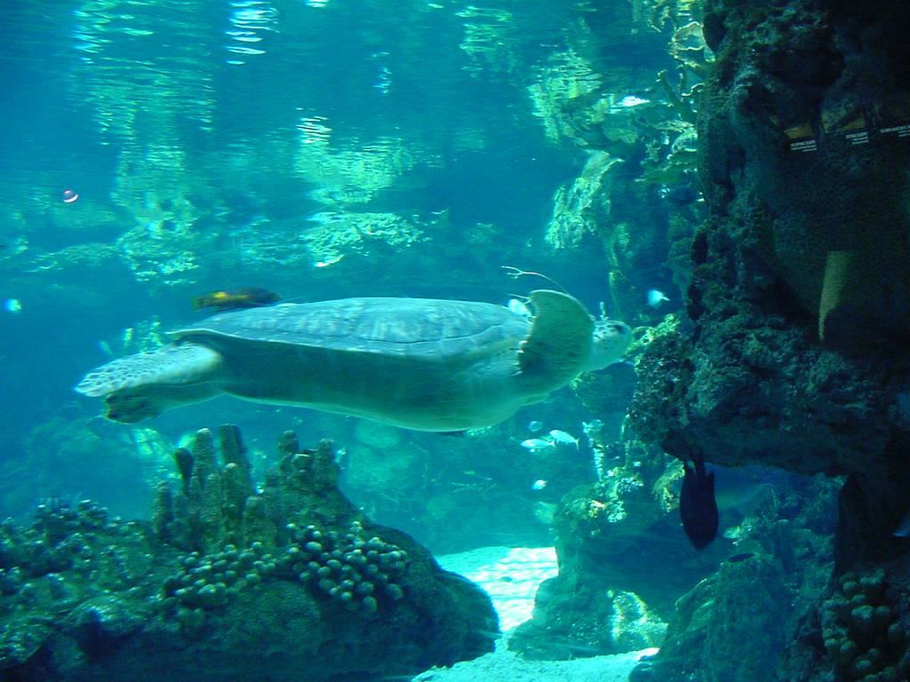 Tartaruga marina nuota tra coralli e scogli nella vasca blu dell'acquario