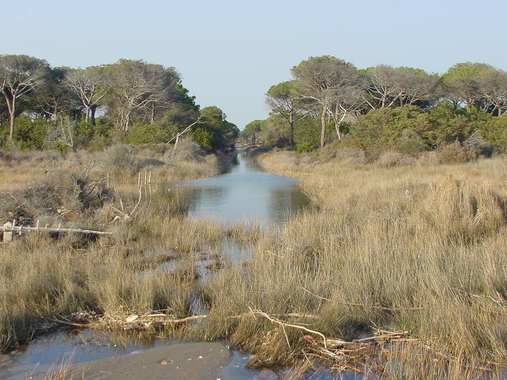 Canale d'acqua tra canneti secchi e pini, pineta marittima