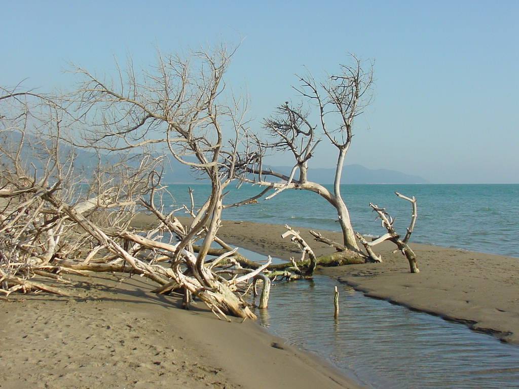 Alberi secchi bianchi caduti sulla spiaggia accanto a un ruscello che sfocia nel mare