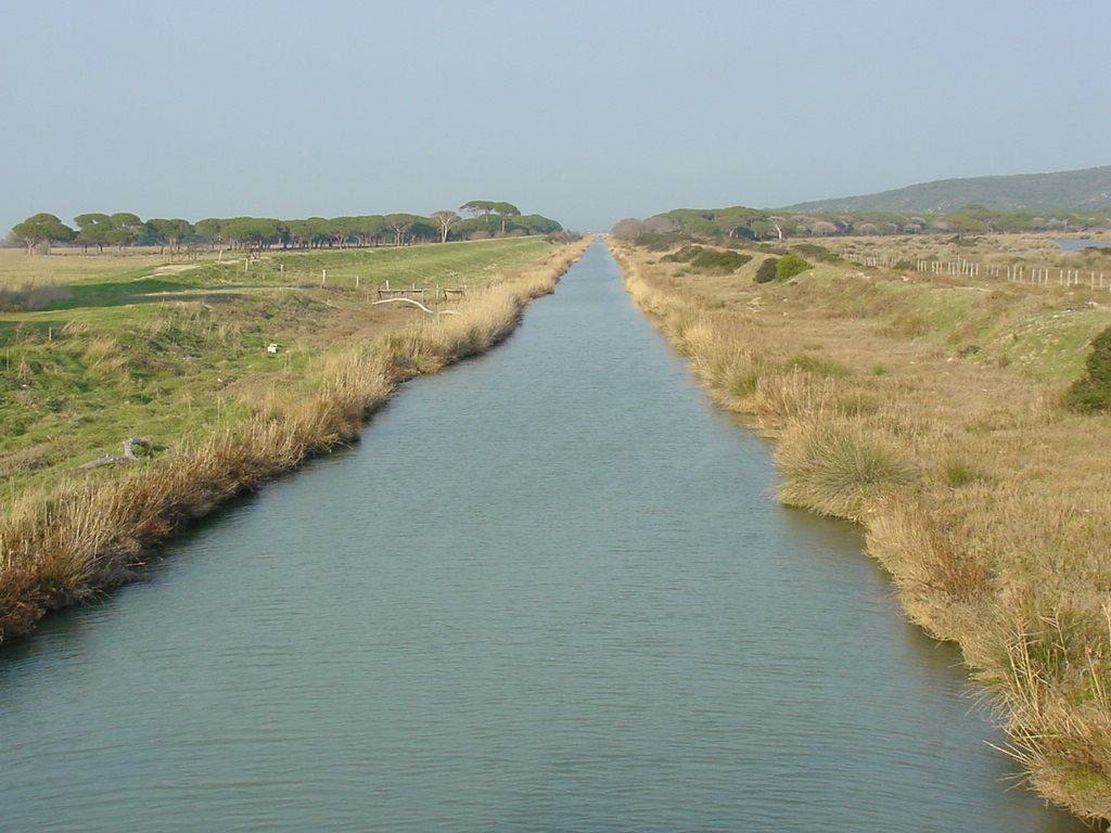 Canale d'acqua tra rive di canneti secchi e pascoli verdi, pini in lontananza