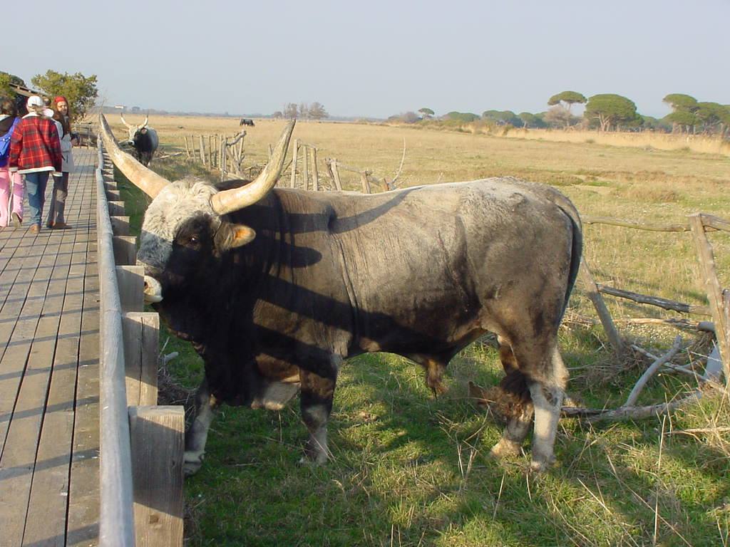 Grande toro grigio con lunghe corna accanto alla passerella di legno, turisti osservano