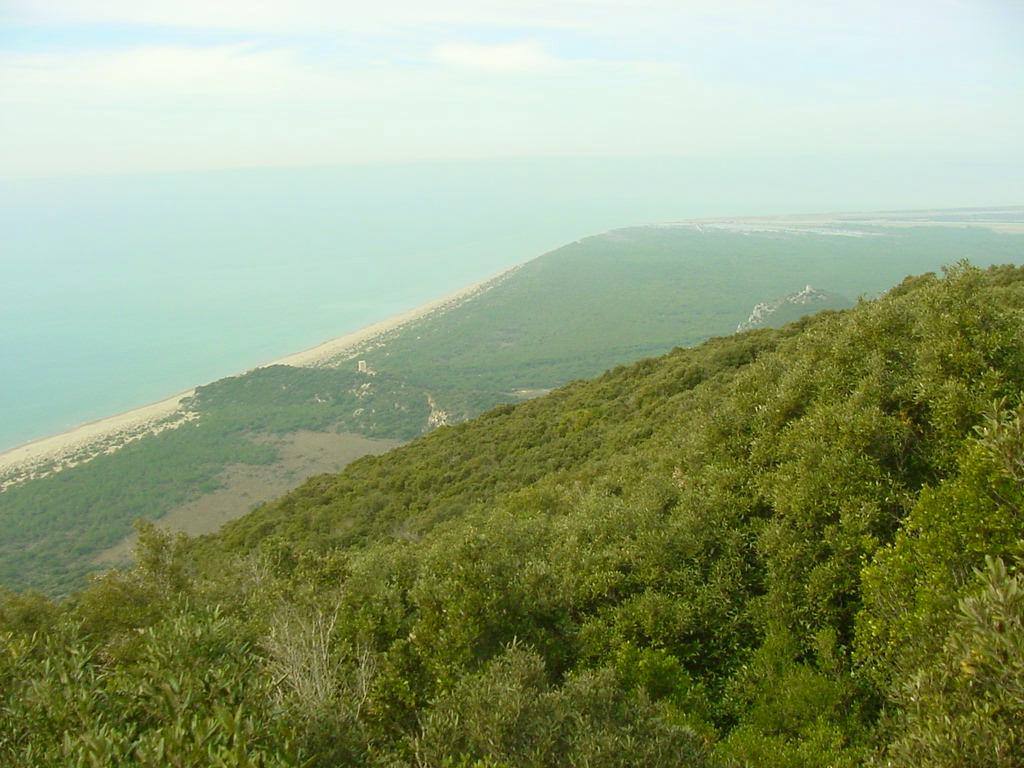 Collina verde di macchia mediterranea sopra una spiaggia sabbiosa e mare turchese