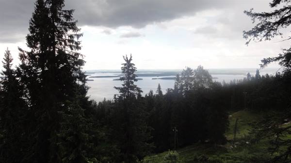 KOLI