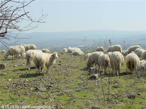 ROSELLE - PANORAMA