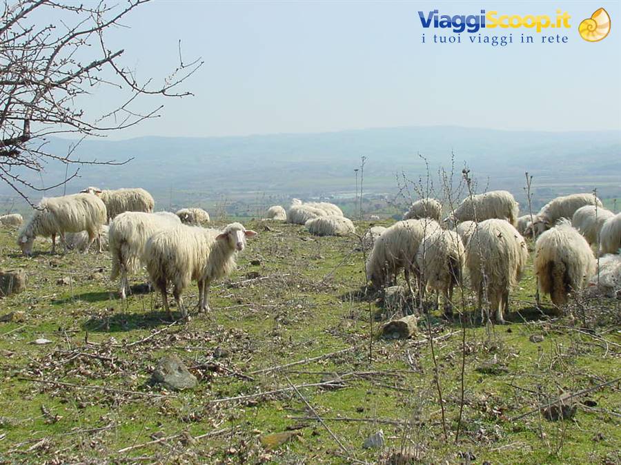 ROSELLE - PANORAMA
