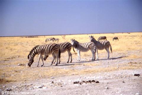 ETOSHA