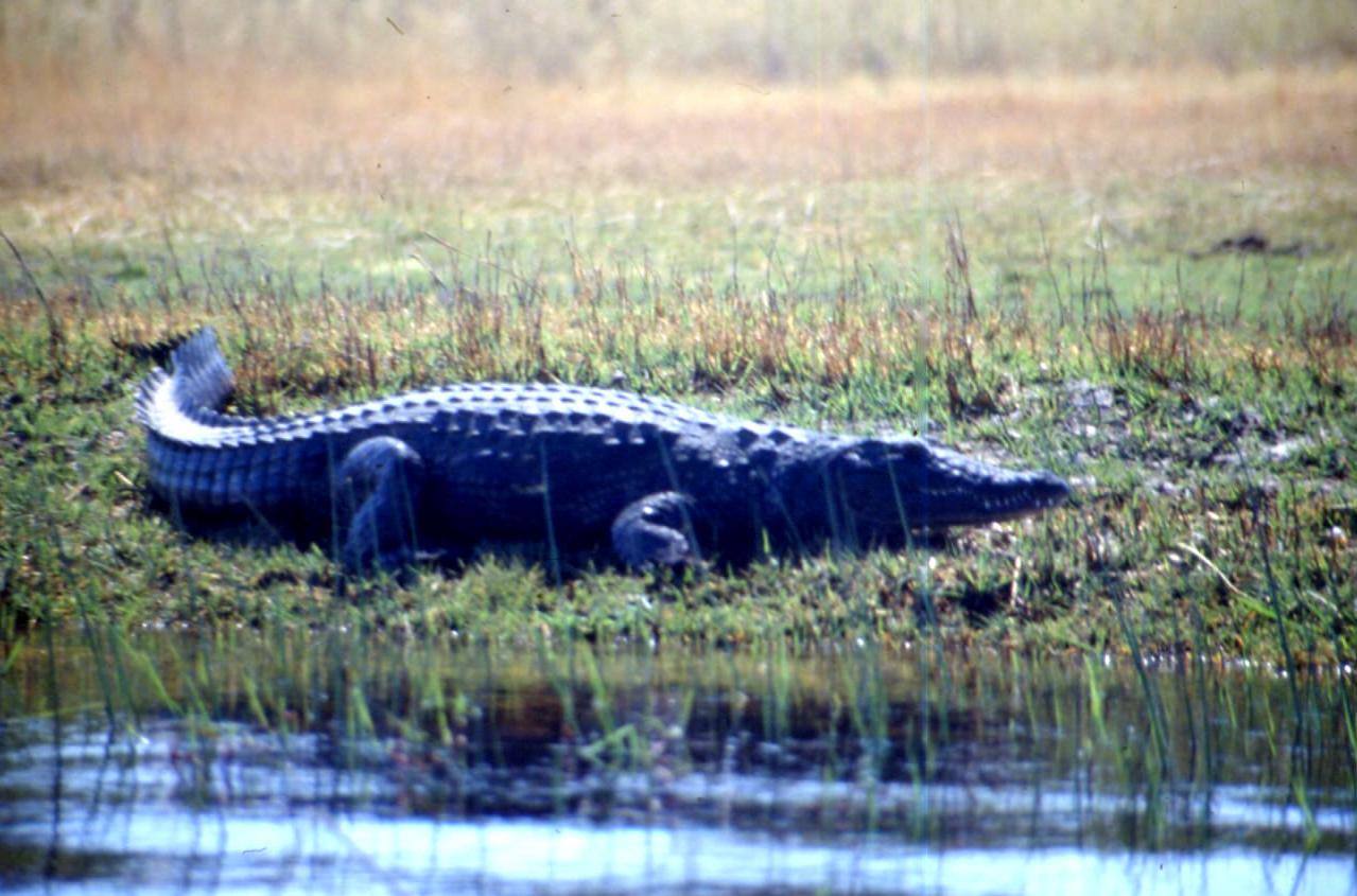 DELTA DELL'OKAVANGO