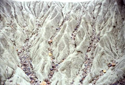 FORESTA PIETRIFICATA