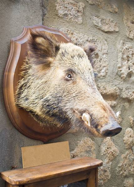 Orvieto, famosa anche per il cinghiale