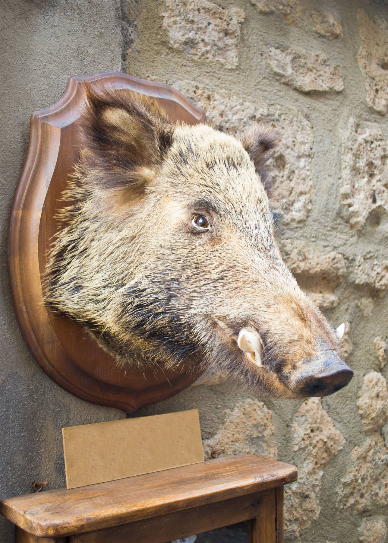 Orvieto, famosa anche per il cinghiale