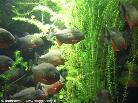 Piranha
