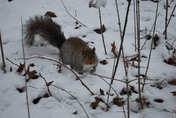 Scoiattoli nella neve di Central Park