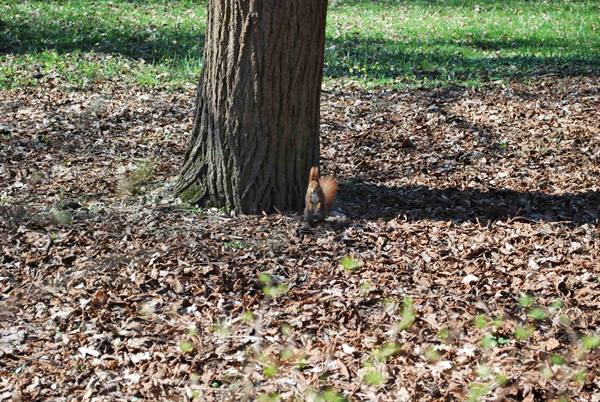 Scoiattoli al parco