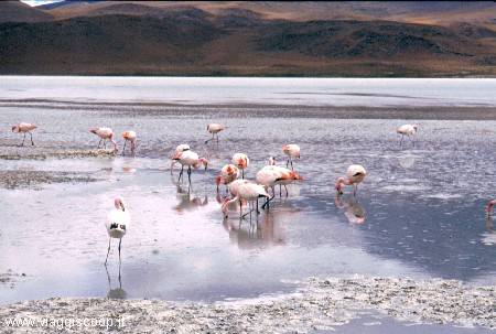 Fenicotteri alla Laguna Hedionda Nord