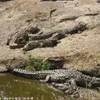 Coccodrilli SUD AFRICA 