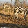 Parco Kruger - Zebre SUD AFRICA 