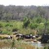 Parco Kruger - Ippopotami SUD AFRICA 