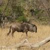 Parco Kruger - Gnu SUD AFRICA 