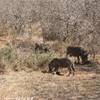 Parco Kruger - Facoceri SUD AFRICA 