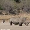 Parco Kruger - Rinoceronte SUD AFRICA 