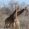 Parco Kruger - Giraffe SUD AFRICA 