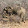 Parco Kruger - Elefante SUD AFRICA 