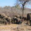 Parco Kruger - Elefanti SUD AFRICA 