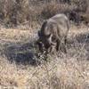 Parco Kruger - Facocero SUD AFRICA 