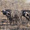 Parco Kruger - Bufali SUD AFRICA 