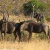 Parco Kruger - Gnu SUD AFRICA 