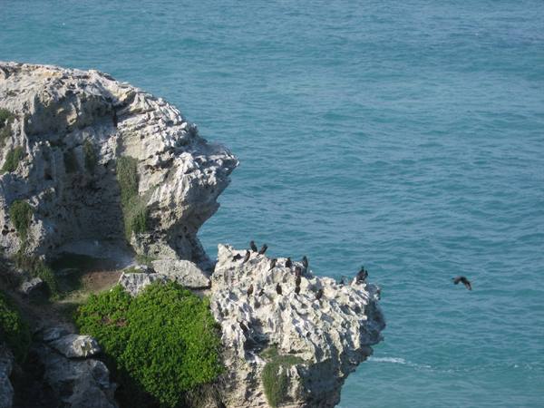 Tsitsikamma National Park - Cormorani