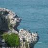 Tsitsikamma National Park - Cormorani SUD AFRICA 