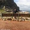 Capo di Buona Speranza SUD AFRICA 