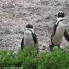 Pinguini nel presso del Capo di Buona Speranza SUD AFRICA 